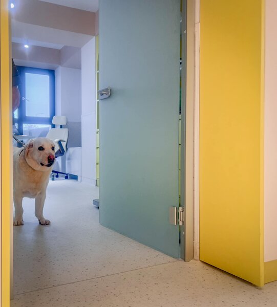 Hands and Paws Vet - Cabinet veterinar Ciorogarla